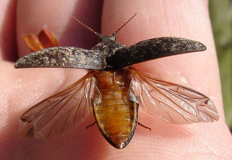 flickr Chris Schuster