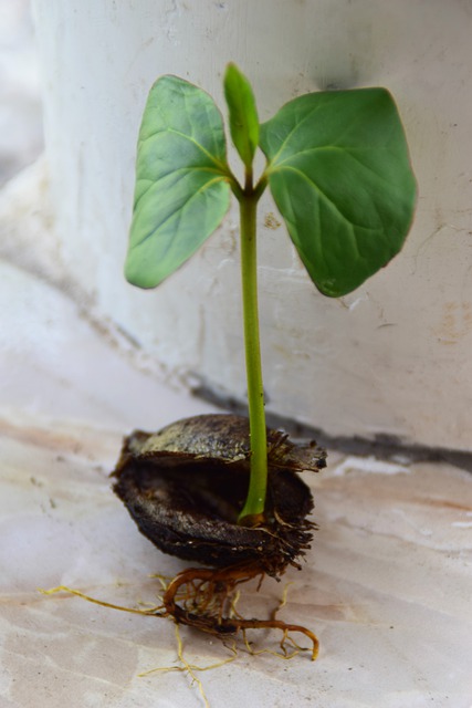 Bild Keimling von PeterFranke, https://pixabay.com/images/id-5234767/,Pixabay License